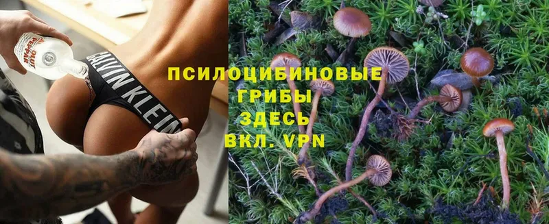 Галлюциногенные грибы Psilocybine cubensis  купить   OMG   Майкоп 